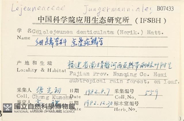 齒邊疣鱗苔藏品圖，第2張