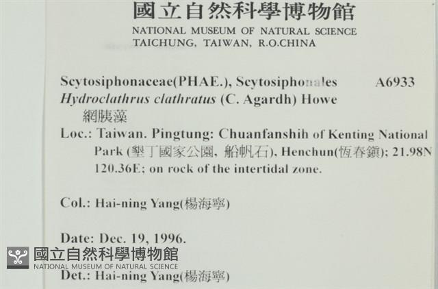 網胰藻藏品圖，第2張