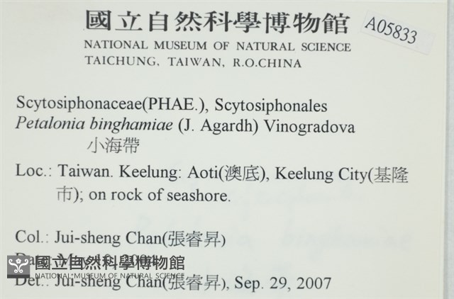 葉苔, 小海帶藏品圖，第2張