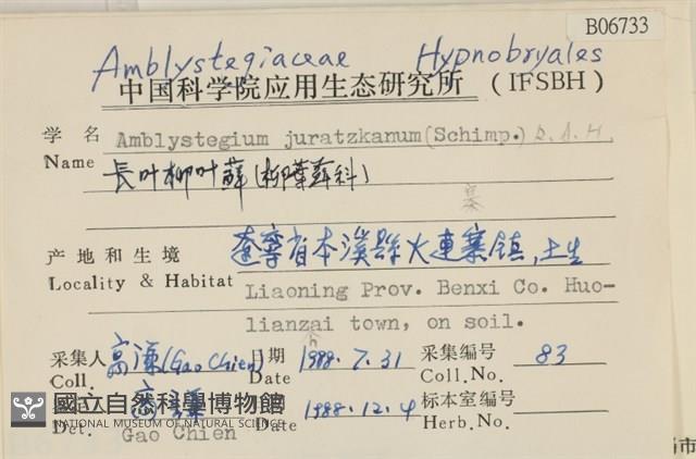 長葉柳葉蘚藏品圖，第2張