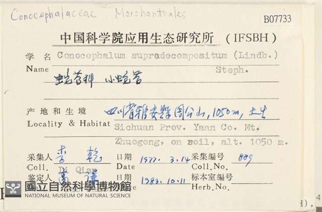 小蛇苔藏品圖，第2張