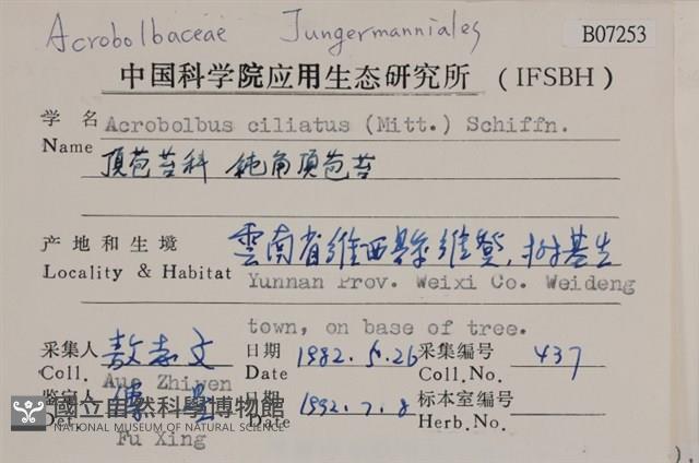 鈍角頂苞苔藏品圖，第2張