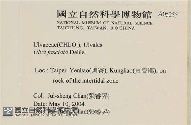 長片石蓴, 裂片石蓴藏品圖，第2張