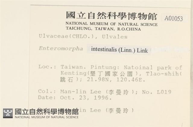 腸滸苔, 河石髮藏品圖，第2張