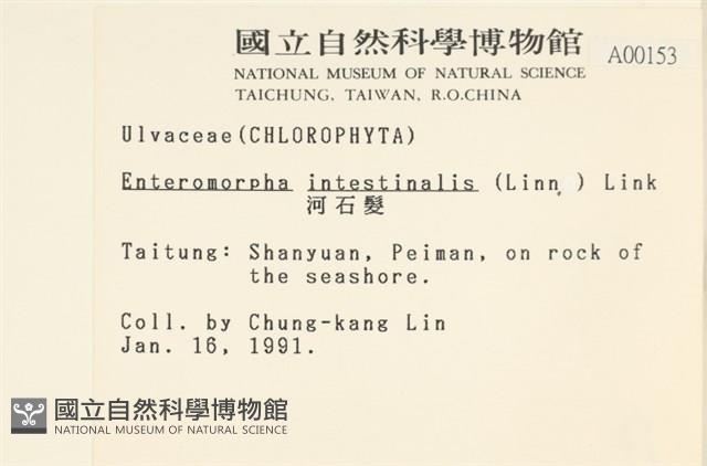 腸滸苔, 河石髮藏品圖，第2張