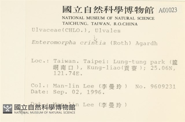 多毛滸苔藏品圖，第2張
