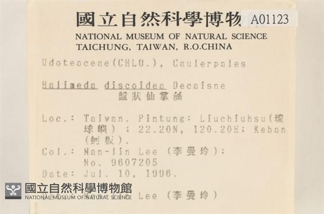 盤狀仙掌藻藏品圖，第2張