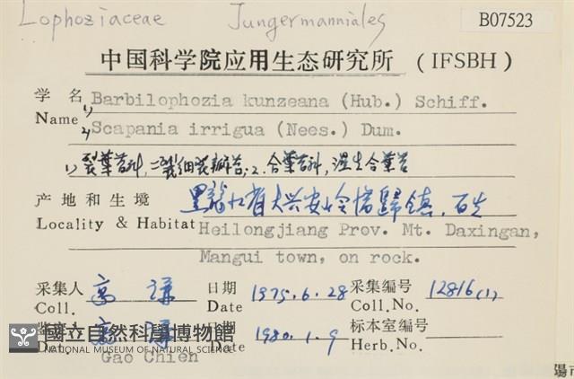 三瓣細裂瓣苔藏品圖，第2張