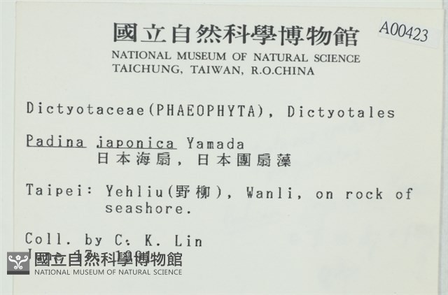 日本海扇, 日本團扇藻藏品圖，第2張