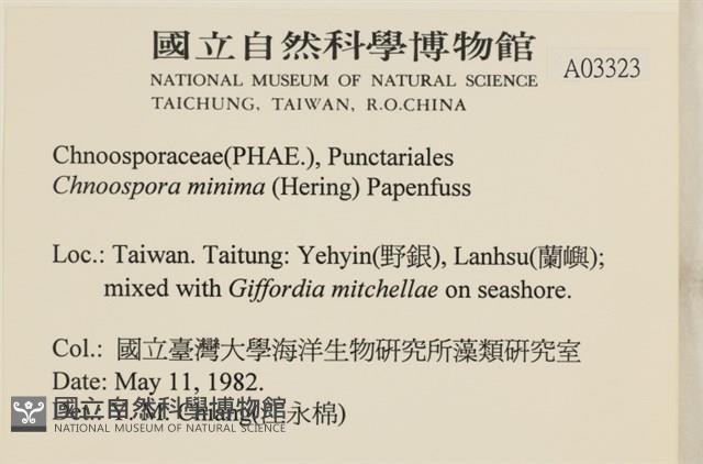 小毛孢藻, 小鹿角苔藏品圖，第2張