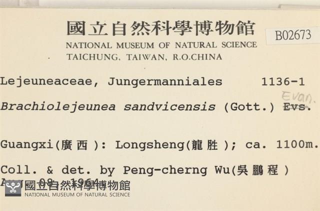 鰓葉苔藏品圖，第2張