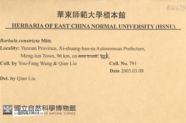 尖葉扭口蘚藏品圖，第2張
