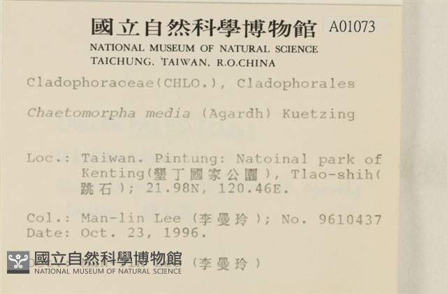 長條硬毛藻藏品圖，第2張