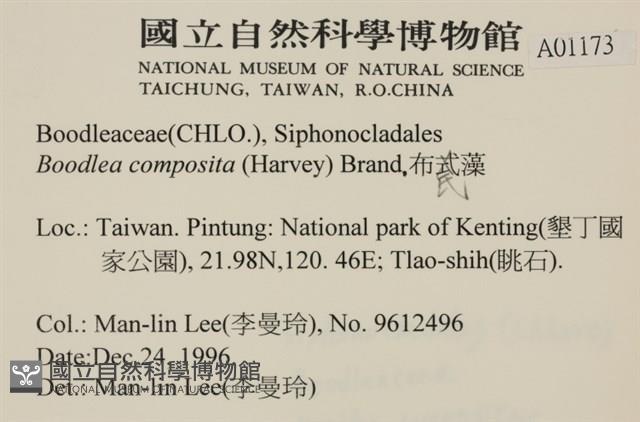 布氏藻藏品圖，第2張