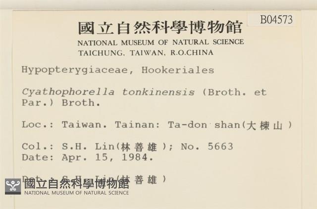 粗齒雉尾蘚藏品圖，第2張