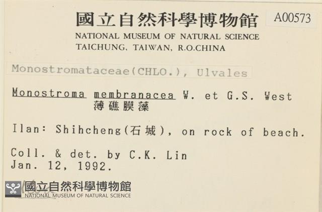 薄礁膜藻藏品圖，第2張