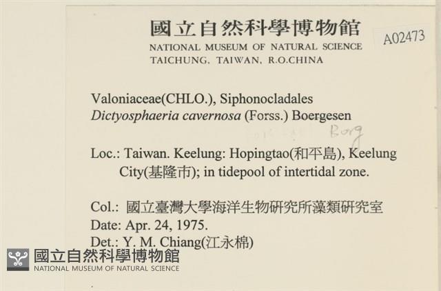 網球藻藏品圖，第2張