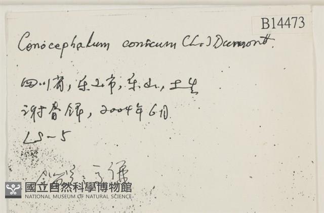 蛇苔藏品圖，第2張