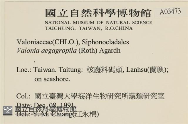 法囊藻藏品圖，第2張