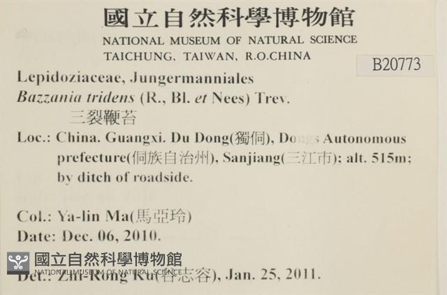 鞭苔,三裂鞭苔藏品圖，第2張