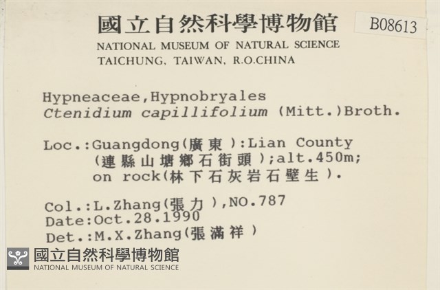 細葉櫛葉蘚, 毛葉梳蘚藏品圖，第2張