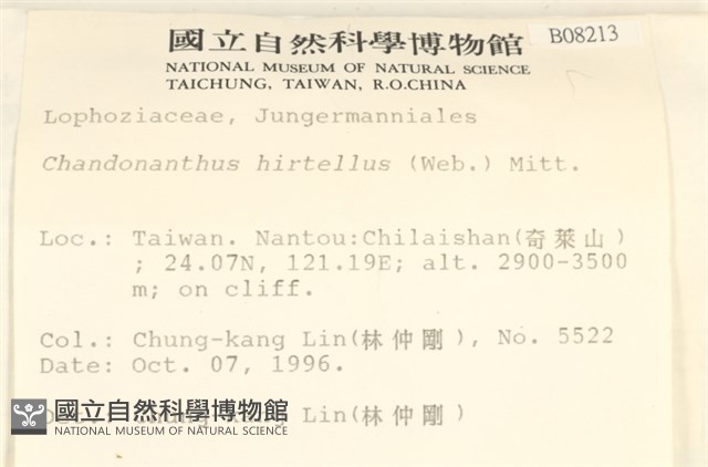齒邊廣萼苔藏品圖，第2張