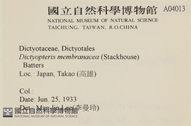 膜葉海網蕨藏品圖，第2張