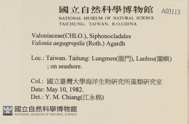 法囊藻藏品圖，第2張