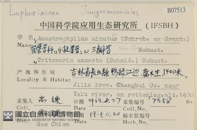 小挺葉苔藏品圖，第2張