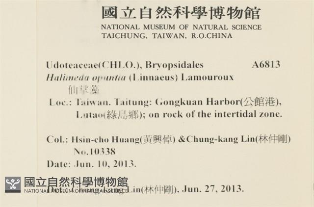 仙掌藻, 海仙人掌藏品圖，第2張