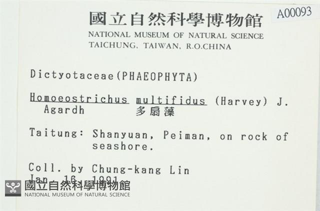 多扇藻藏品圖，第2張