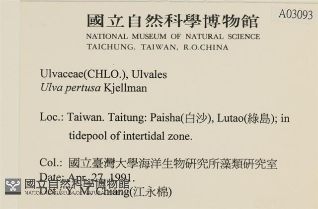 石蓴藏品圖，第2張