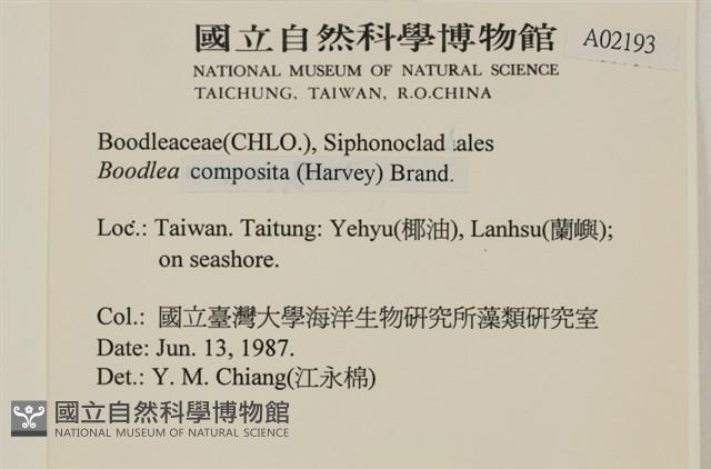 布氏藻藏品圖，第2張