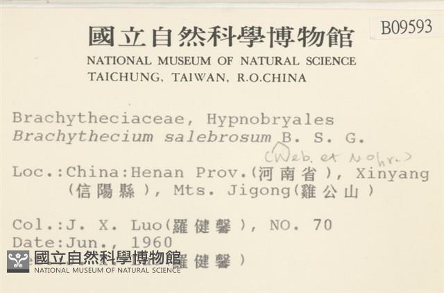 褶葉青蘚藏品圖，第2張