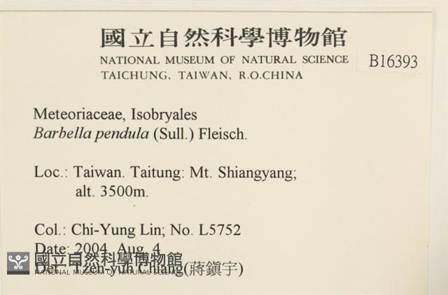 多疣懸蘚藏品圖，第2張