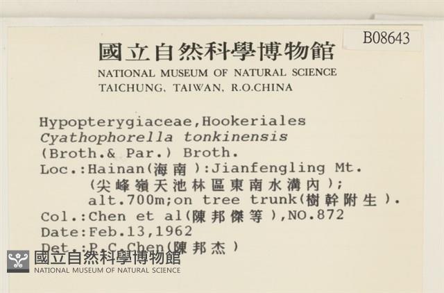 粗齒雉尾蘚藏品圖，第2張