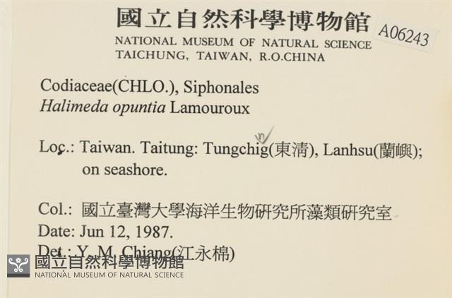 仙掌藻, 海仙人掌藏品圖，第2張