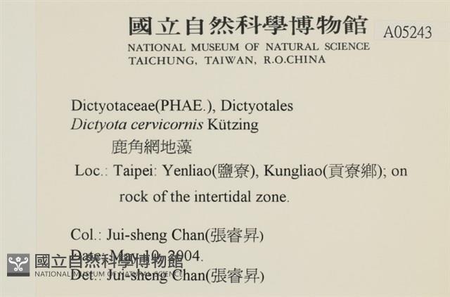 鹿角網地藻藏品圖，第2張