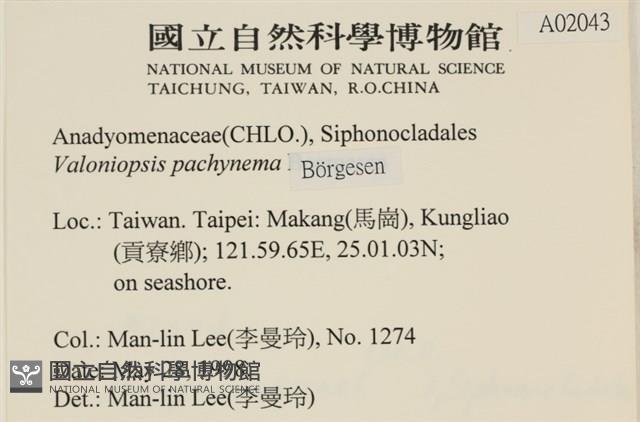 指枝藻藏品圖，第2張