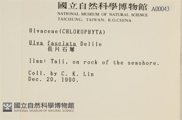 長片石蓴, 裂片石蓴藏品圖，第2張