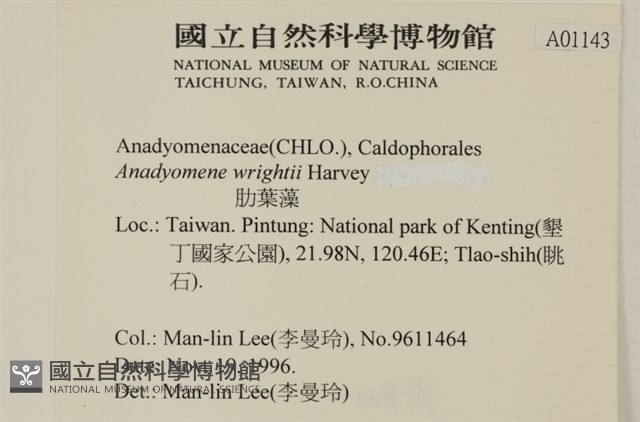 浮網藻, 肋葉藻藏品圖，第2張
