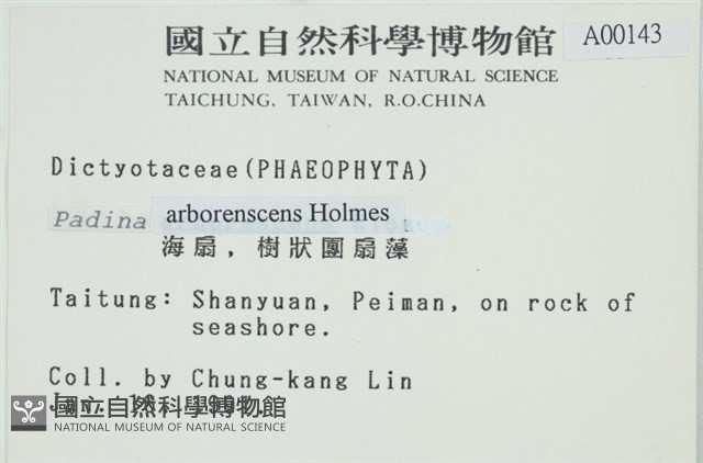 樹狀團扇藻藏品圖，第2張