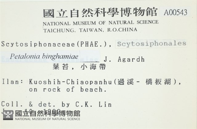 葉苔, 小海帶藏品圖，第2張