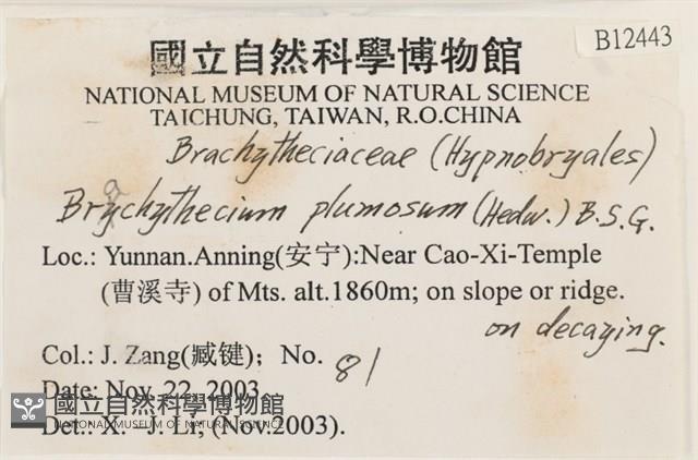 羽枝青蘚藏品圖，第2張