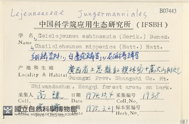白邊疣鱗苔藏品圖，第2張