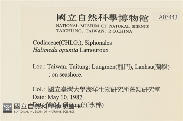 仙掌藻, 海仙人掌藏品圖，第2張