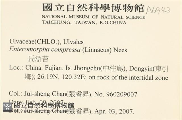 扁石髮藏品圖，第2張