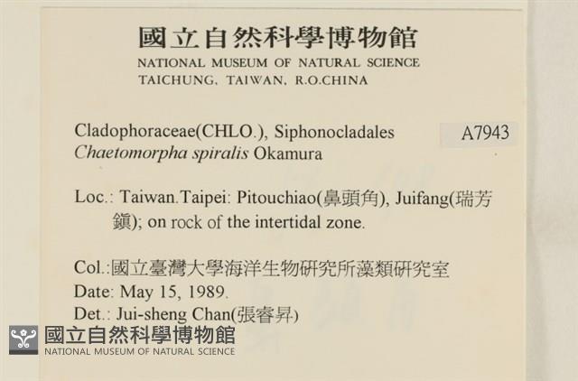 線形硬毛藻, 卷絲綠苔藏品圖，第2張