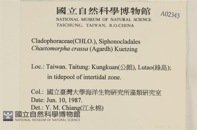 粗硬毛藻, 綠苔藏品圖，第2張