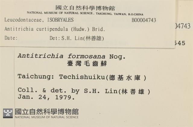臺灣逆毛蘚藏品圖，第2張